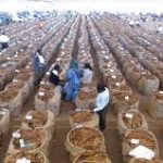 43% revenue reduction bites Auction Holdings Limited