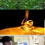 Ikaros Africa Limited obtains seed certificate for medicinal cannabis